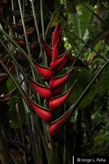 Heliconia orthotricha