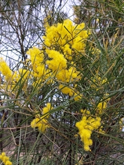 Acacia ingramii