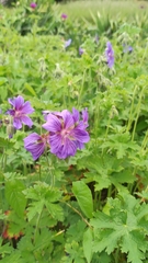 Geranium wlassovianum