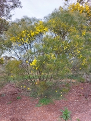 Acacia ingramii