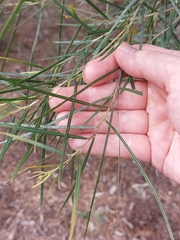 Acacia ingramii