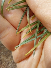 Acacia ingramii