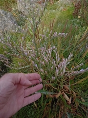 Limonium humile