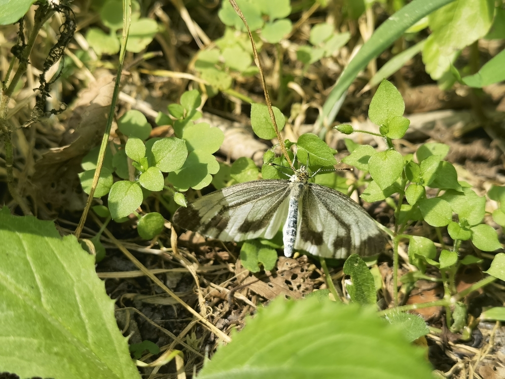 Pieris orientis