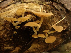 Simocybe haustellaris