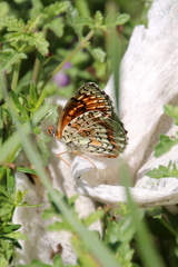 Melitaea interrupta