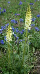 Pedicularis proboscidea