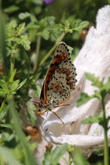 Melitaea interrupta