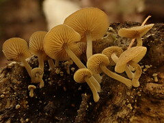 Simocybe haustellaris
