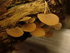 Simocybe haustellaris