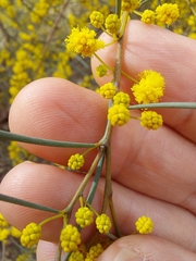 Acacia havilandiorum