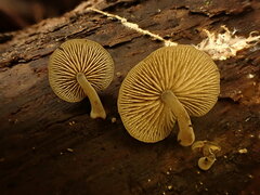 Simocybe haustellaris
