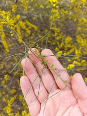 Acacia havilandiorum