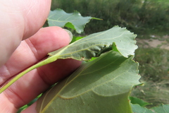 Phyllocnistis extrematrix