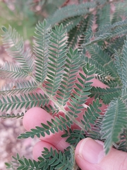 Acacia fulva
