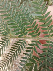 Acacia fulva