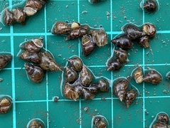Littoraria sinensis
