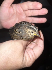 Turnix maculosus