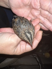 Turnix maculosus