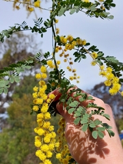 Acacia spectabilis