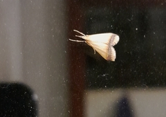 Pseudonoorda rubricostalis