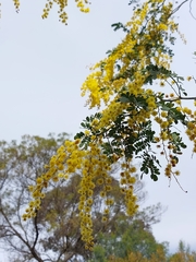 Acacia spectabilis