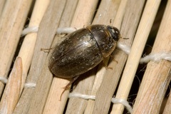 Enochrus testaceus