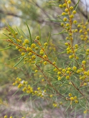 Acacia pilligaensis