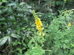 Agrimonia pilosa japonica