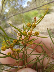 Acacia pilligaensis