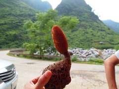 Balanophora laxiflora