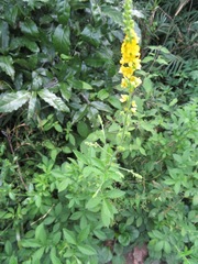 Agrimonia pilosa japonica