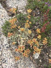 Oligogonum