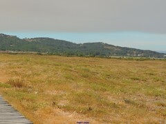 Pancratium maritimum