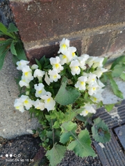 Antirrhinum majus