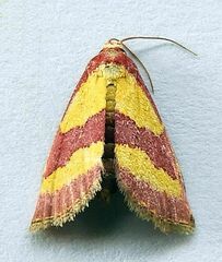 Phoenicophanta bicolor