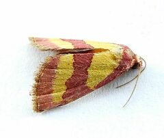 Phoenicophanta bicolor