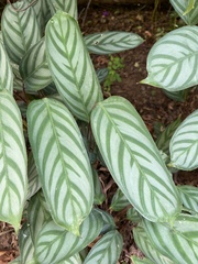 Ctenanthe