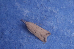 Dichomeris limosellus