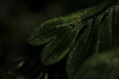 Hymenophyllum wilsonii