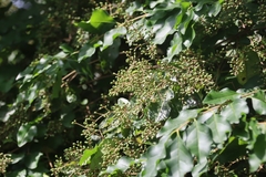 Ligustrum quihoui