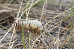 Cicadatra platyptera