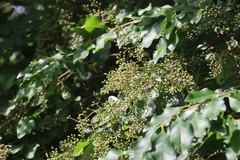 Ligustrum quihoui