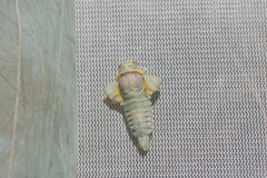 Cicadatra platyptera