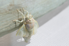 Cicadatra platyptera