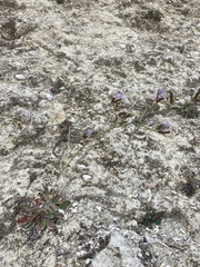 Limonium binervosum