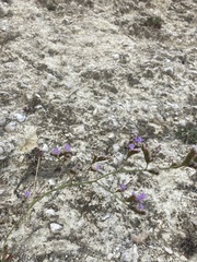 Limonium binervosum