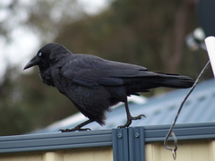 Corvus coronoides perplexus