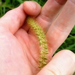 Setaria