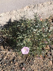 Convolvulus gortschakovii